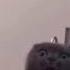 Gatto Malefico Evilcat Cat Evil Evillaugh Laugh Cats Catvideos Catshorts Gatto