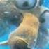 Ice Age Continental Drift Scrat Descends Underwater Scene In Slow Motion