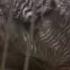 Big Cock