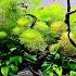 How To Make Your First Planted Tank EASY STEP BY STEP AQUASCAPE TUTORIAL