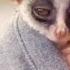 Adorable Bush Baby Compilation Bush Babies As Pets