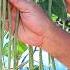 How To Grow Long Bean From Seed To Harvest