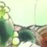 Kaai Yuki Flower Crown Rus Sub