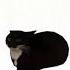 Maxwell Cat Animation Complete