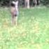 Deer Paparazzi