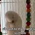 How To Gain Your Budgies Trust Birds Parrot Budgie Parakeet Tamedbirds Budgies Parrots Love