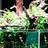 How To Make An Outstanding DIY Tree Aquascape