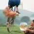 Rural Life Is More Joyful Rural Life Is Healing Rural Life Is More Healing Rural Boasts Play AI