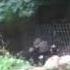 Goats Do Roam
