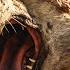 The Story Of Sabretooth Tiger What Were Prehistoric Cats Really Like