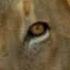 Nemean Lion Roar