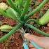 Pruning Cucumber Zucchini Plants Smartfarming Organicfarming Gardeningtips
