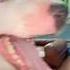 I Hate Ticks Omg Dogs Maine Meme Comedy Dogshorts Mainelife Ticksremoval