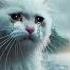 A Mother S Wrath Miawmiaw Miawkucing Miawmiawblindbox Miawmiawmiawsongs