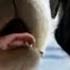 French Bulldogs Dogs 101