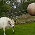 3 Things You Didn T Know About Cows