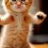 Mèo Nhảy Cat Dancer