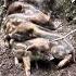 Lovely Piglet Amazing Video Warthog Pig Boar Hog Viral Animal Wildlife Nature Wildboar