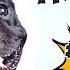 Dog Music For Frenchies Music For French Bulldogs Music For Dogs To Sleep