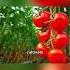 Unlock The Secret To Growing Gigantic Tomatoes The Ultimate Easy Guide