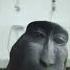 Rizz Monkey Rizz Monkey Monkeyrizz Meme