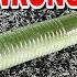 The TRUTH About Senkos What Most Anglers Get Totally Wrong
