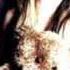Avril Lavigne Here S To Never Growing Up Official Instrumental