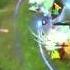 Dota 2 The International 2 EHOME S Tiny Can T Stop The Rock