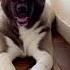 AKITA KAI Daughter Of 2022 Westminster Best Of Opposite Sex Shorts Akita