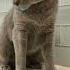Bubbles The Cat All I Want Is You Russian Blue Chat Gato Кот חתול Katze قط Kucing Pls Subscribe