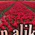 Egor Kreed Milion Alikh Roz Un Million De Roses Rouges Paroles Françaises