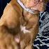 Cute Dog Doesn T Like The Middle Finger Funny Dog Videos