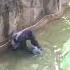 Boy Falls Into Gorilla Enclosure At U S Zoo