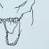 How To Draw JURASSIC WORLD REBIRTH Distorus Rex