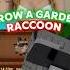 The RACCOON Situation REVEALED In GROW A GARDEN On ROBLOX
