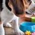 Buddy The Beagle Has The MOTIVATION And Sets A Goal To Run A 5K