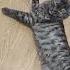Поем с Джесси Queen Show Mast Go On Cat Queen Catlover Cute Kitten Animals Funnycats Funny