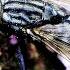Relaxing Housefly Buzzing Over 50 Mins Of Vibration Immersion Therapy