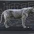 The Heart Of The Savannah S Secret Anatomy Of The Lion