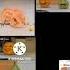 Up To Faster 56 Parison To Annoying Orange