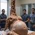 Pregnant Giraffe Rescued Animalrescue Giraffe Giraffelover Wildliferescue Savannah Wildlife