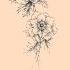Fragile