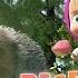 Masha Et Michka Recette Pour Un Désastre Bande Annonce