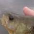 Team Colibri Fishing For Perch And Pike