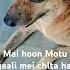 Mai Hoon Motu Galli Mei Chalta Hai Mera Raaz Shorts Ytshorts Straydogs Dogs Funnyshorts