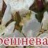Черешнева ніч