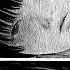 Mr Kitty Destroy Me Sped Up
