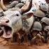 Cow Fell Into Huge Turtles Well Rescued By Farmers Humanity Cow Animals Rescueanimals Cowlover