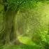 Forest Elf Music Mossy Lands 2 Hour Version