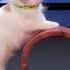The Savitsky Cats Super Trained Cats Perform Exciting Routine America S Got Talent 2018